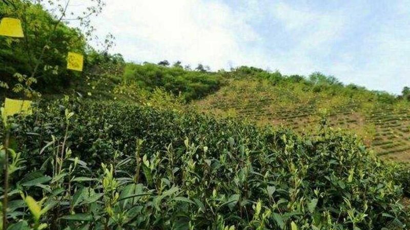 河南粮食种植合作社贷款政策解析：助力合作社发展的金融支点**