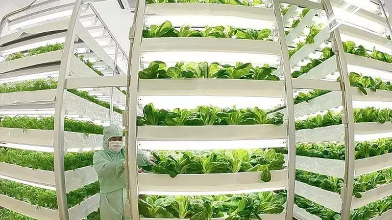 智能温室设施农业到底有哪几种主流类型
