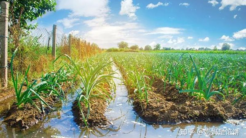 四川农产品批发供应链管理规范：构建高效流通体系**