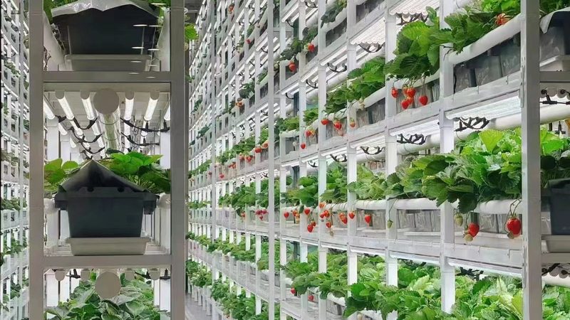 合作社如何应对饲料价格波动？**